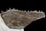 Fossil Fish (Ichthyodectes) Jaw Section - Kansas #114014-3